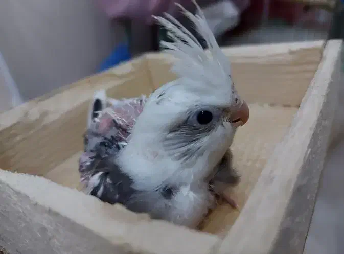 جوجه عروس هلندی دوکت و ابلغ آلبینو|پرنده|کرج, شهرک بنفشه|دیوار