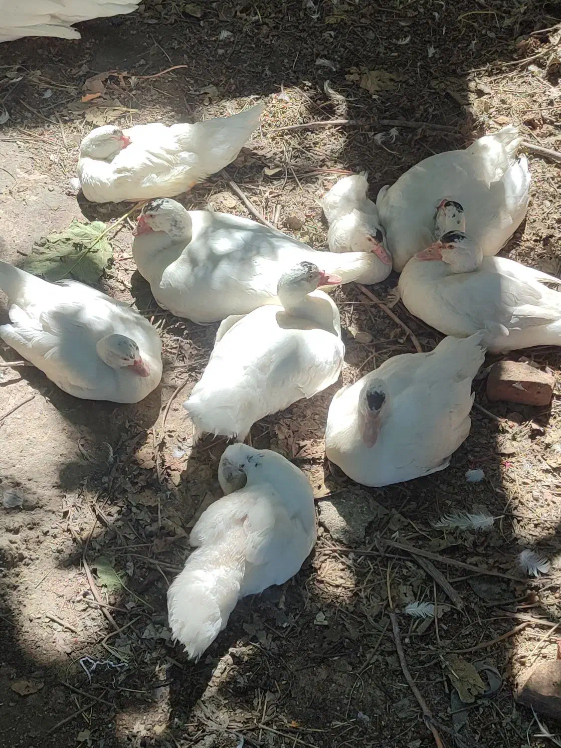 اردک روسی و اسرائیلی اصل|حیوانات مزرعه|گرگان, |دیوار