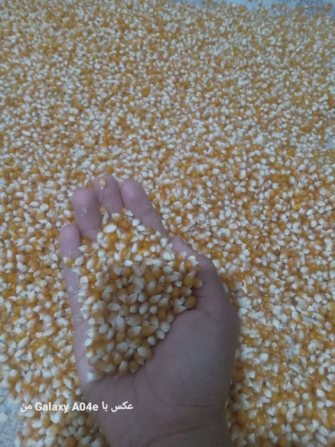 ذرت|خوردنی و آشامیدنی|میاندوآب, |دیوار