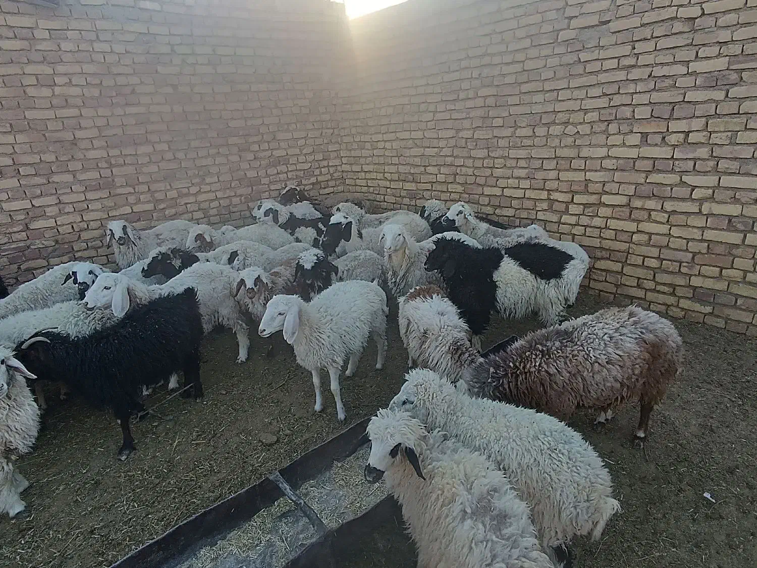 ۲۰راس بره فروشی .نر و ماده|حیوانات مزرعه|خوسف, |دیوار