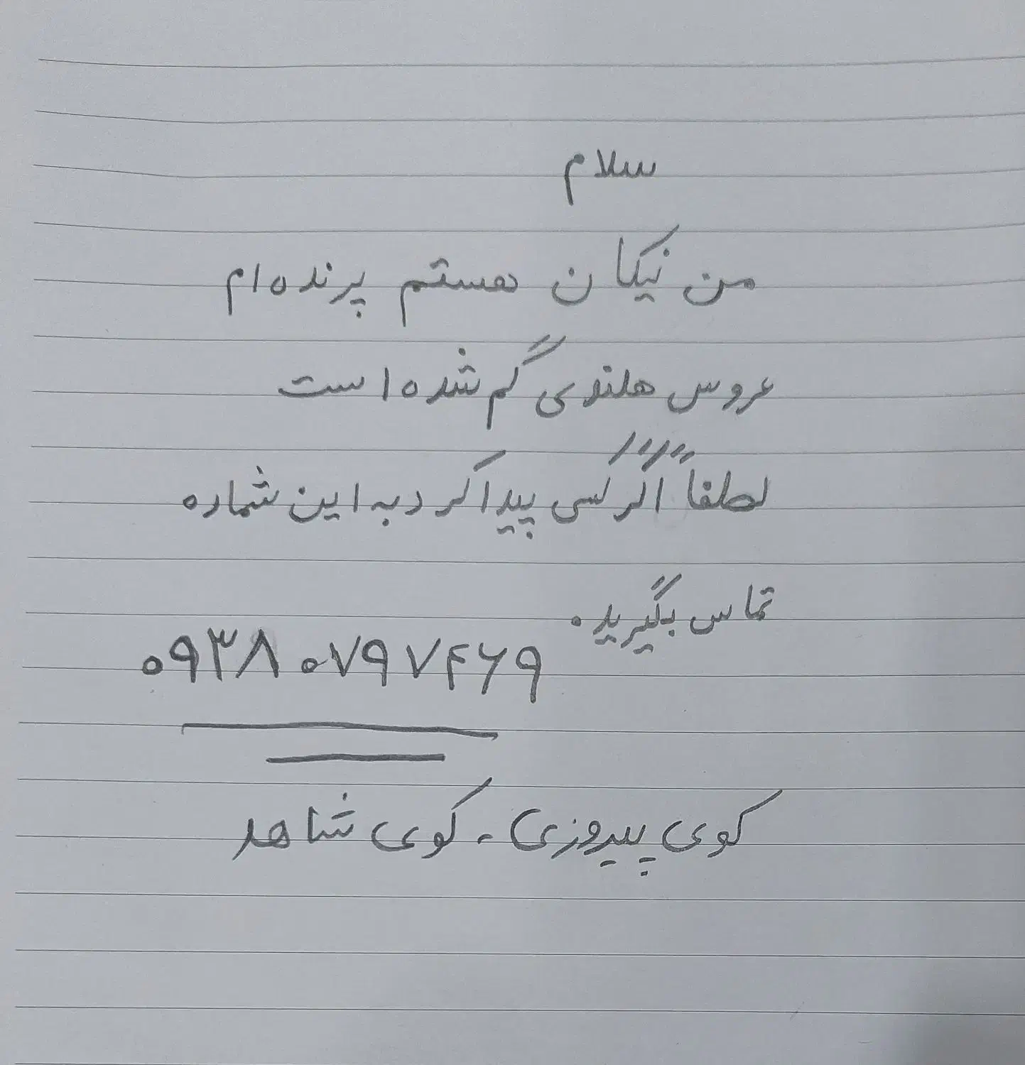 عروس هلندی ، عروس پاریس ، لوتیتو گم شده|حیوانات|اهواز, کوی شاهد|دیوار