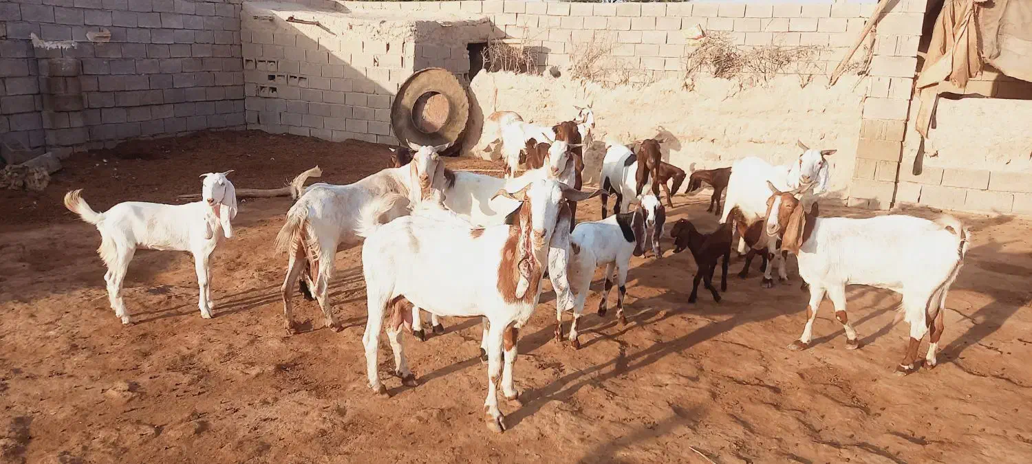 اهواز|حیوانات مزرعه|شادگان, |دیوار