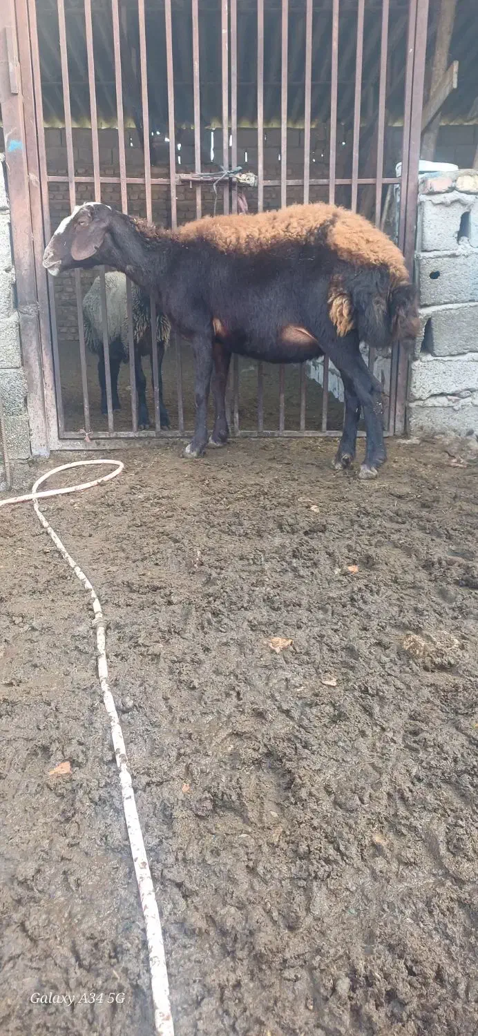 بوقلمون|حیوانات مزرعه|علی‌آباد کتول, |دیوار