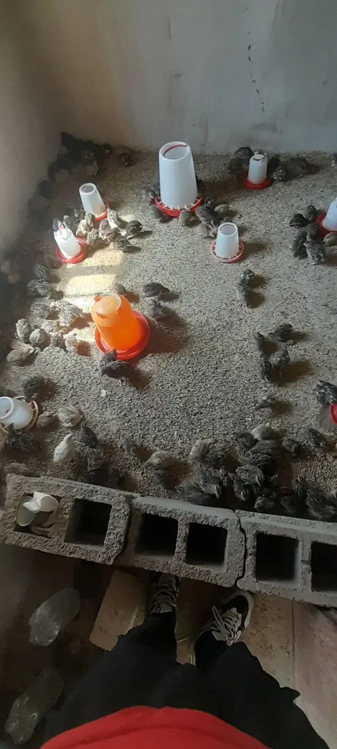 بلدرچین سرایان|حیوانات مزرعه|فردوس (خراسان), |دیوار