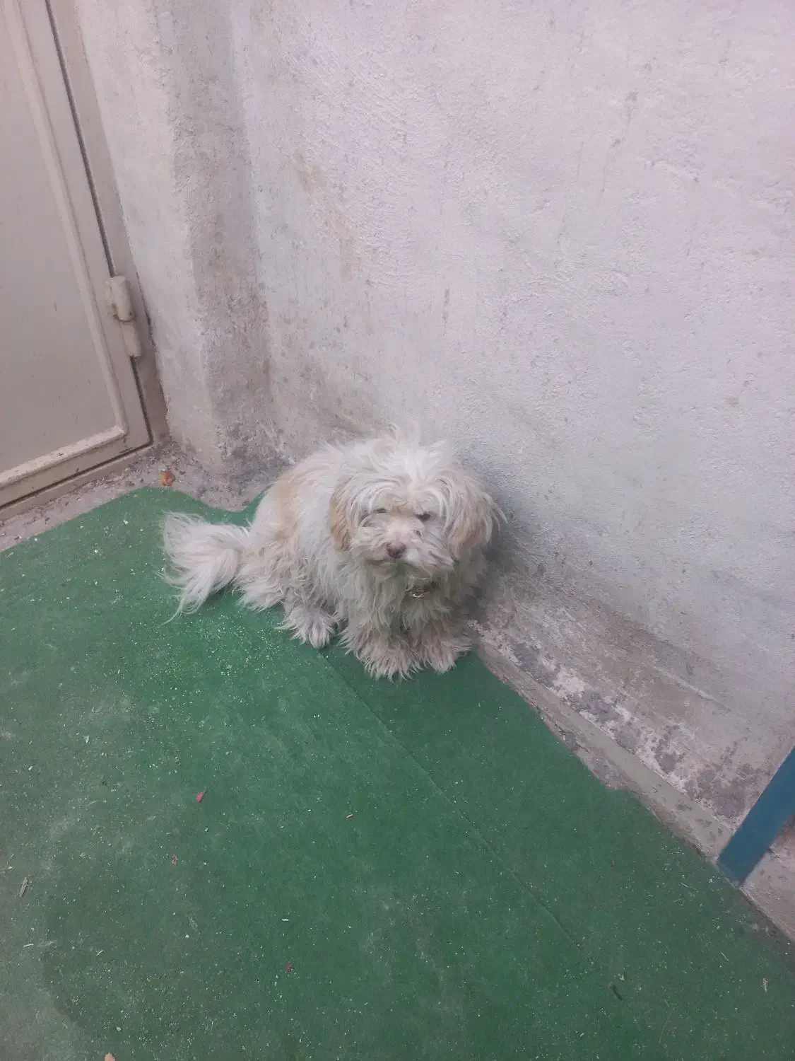 سگ خانگی|سگ|گلپایگان, |دیوار