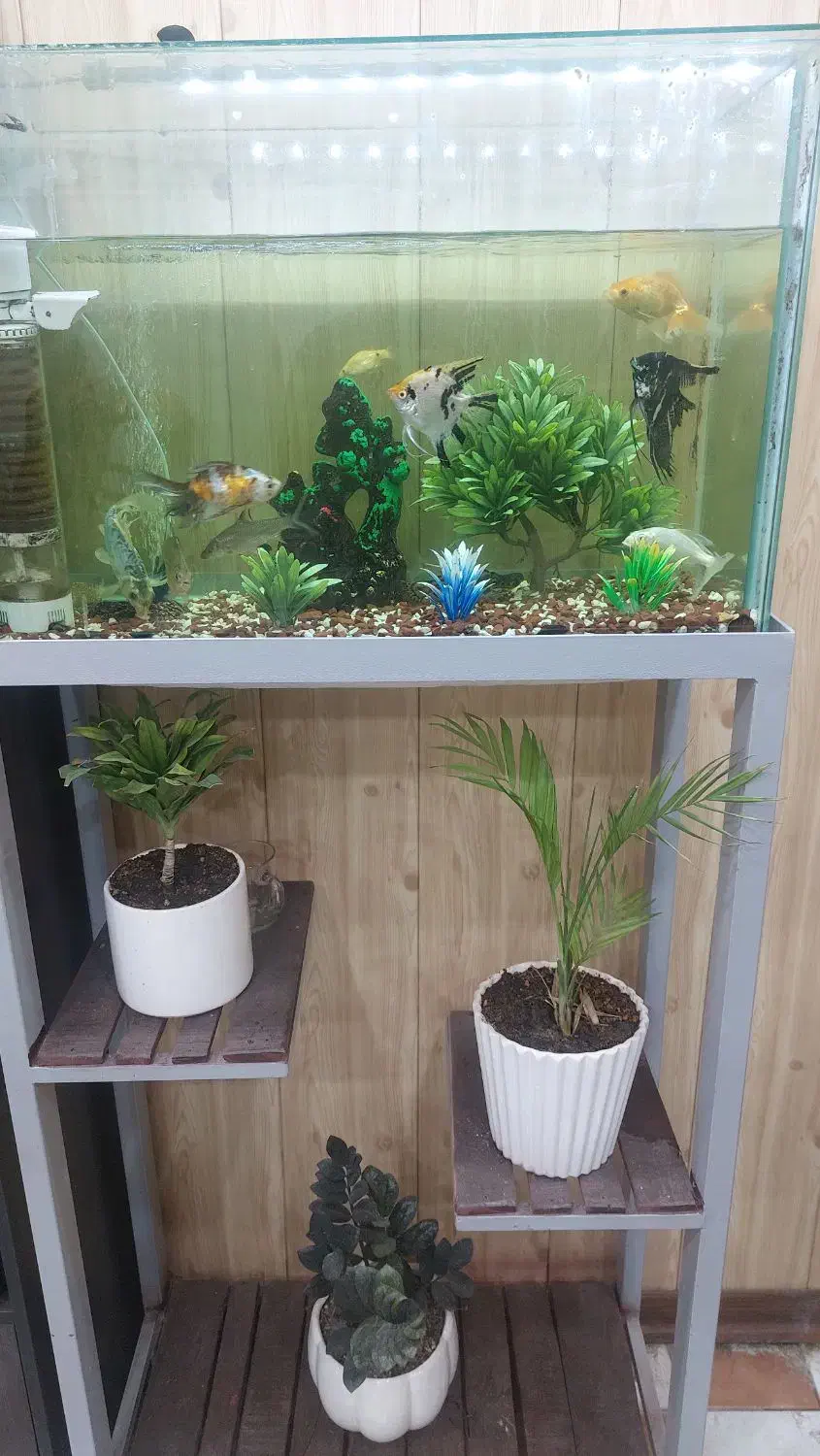 آکواریوم با تمام وسایل و ماهی|ماهی|میبد, |دیوار