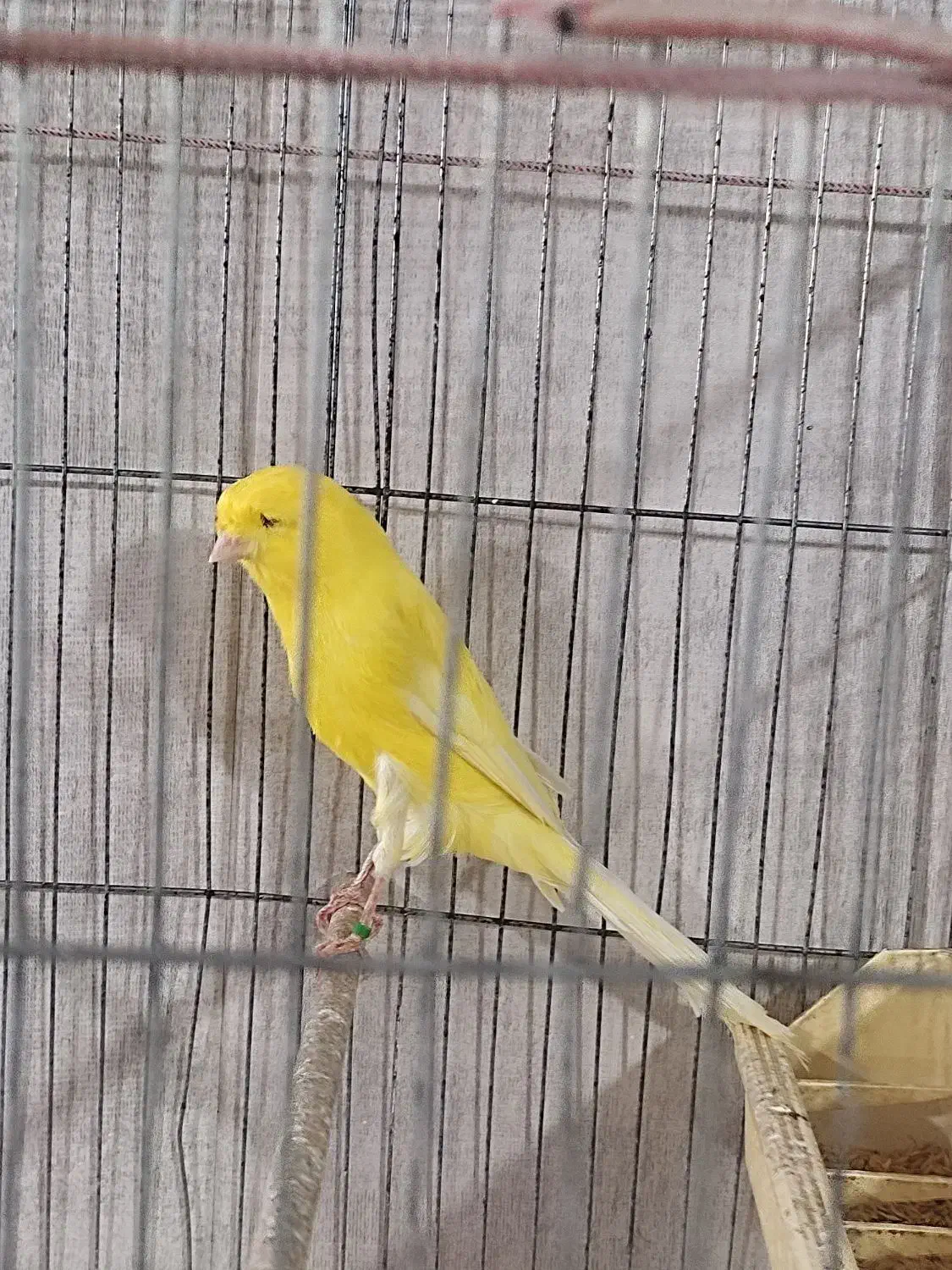 قناریه نر رسمی بلند مست|پرنده|کرج, گلشهر|دیوار