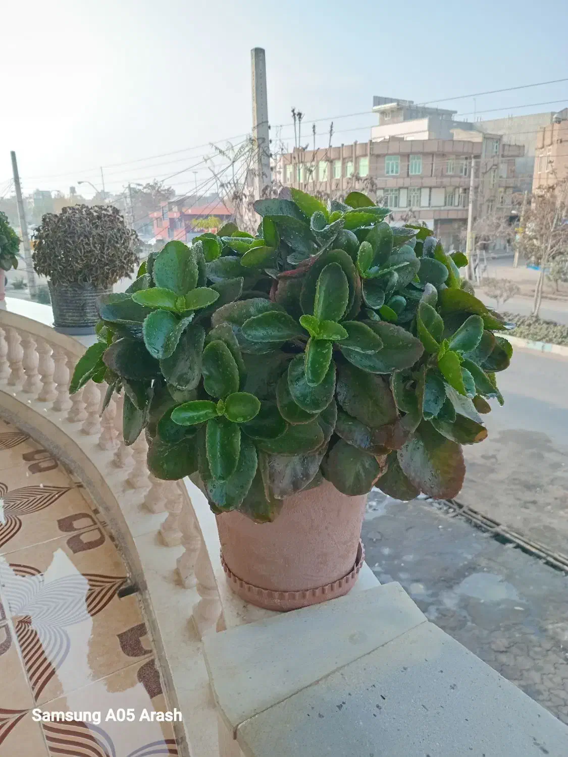 گل قاشقی|گل و گیاه طبیعی|پارسآباد, |دیوار