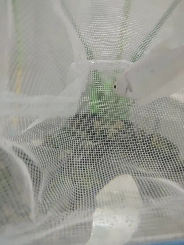 ماهی گرامی|ماهی|اردکان, |دیوار