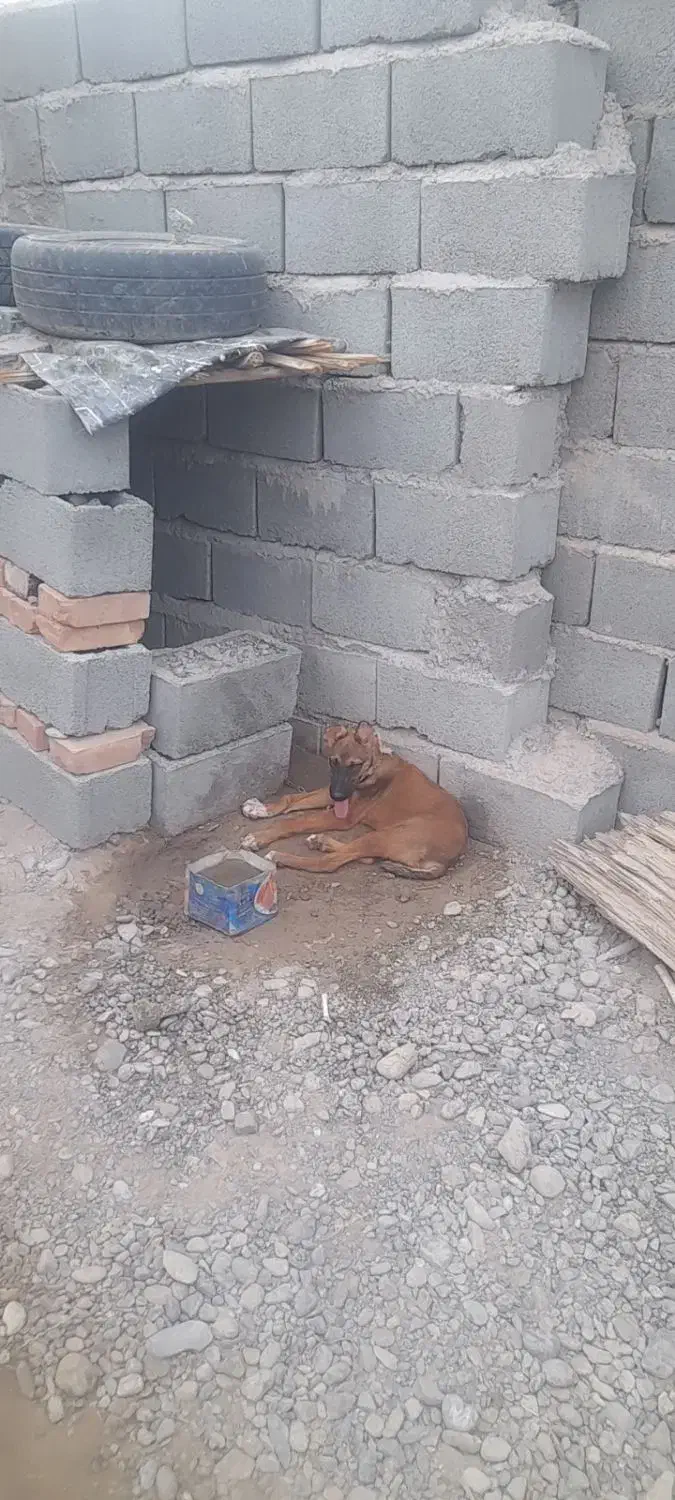 توله سگـ سرابی|سگ|ایرانشهر, |دیوار