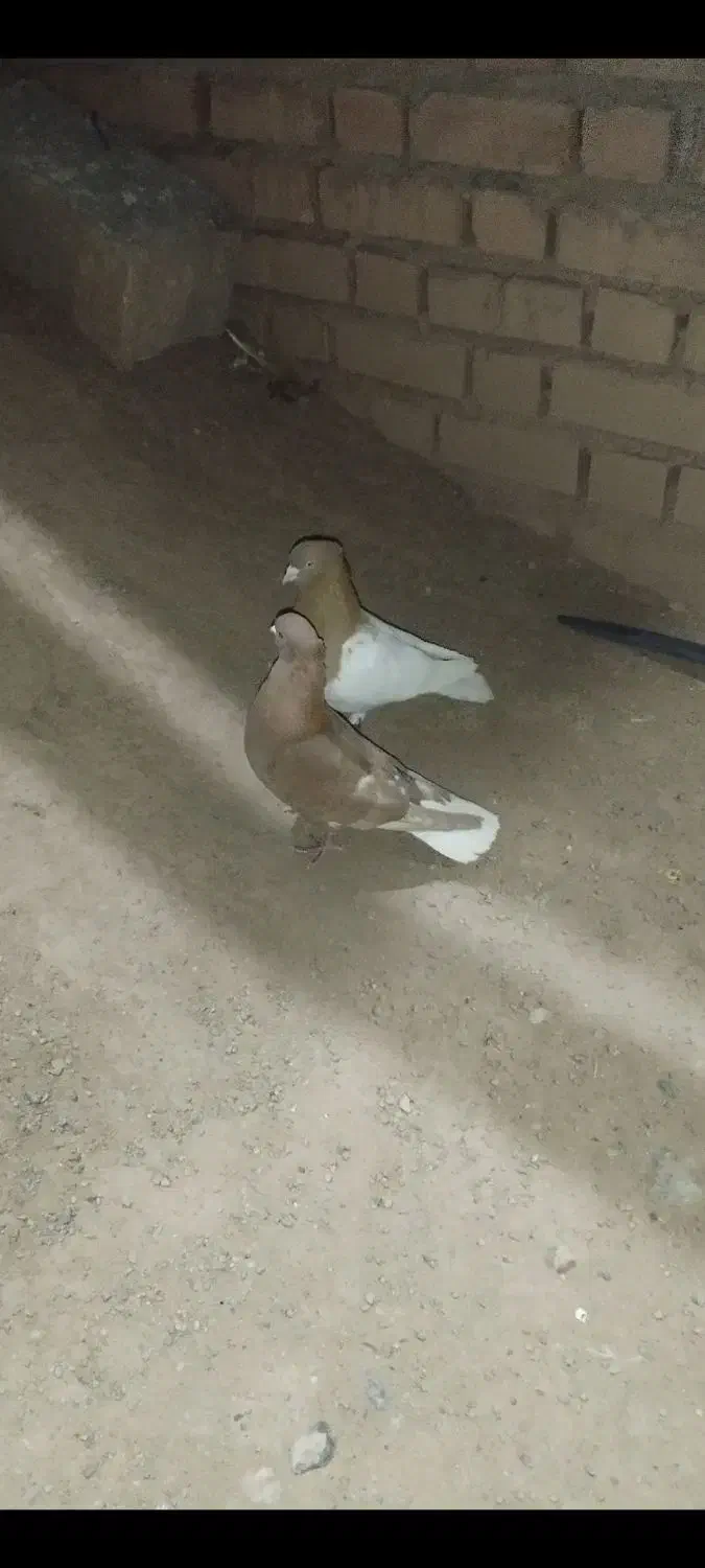 کفتر|پرنده|چترود, |دیوار