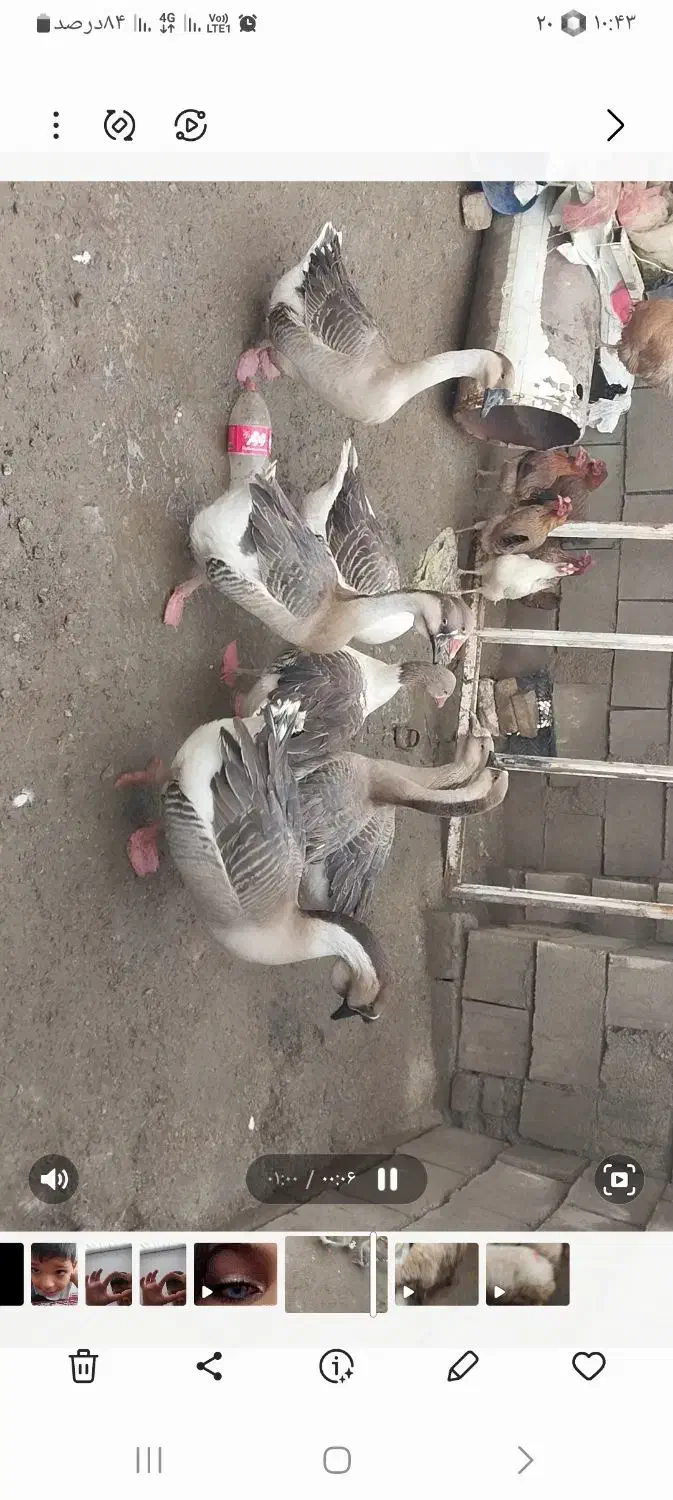 فروش قو قاز|حیوانات مزرعه|جوانرود, |دیوار