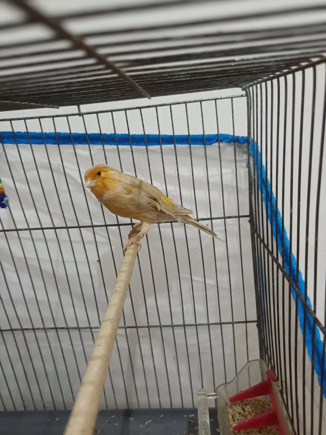 جفت قناری نر ماده|پرنده|هشتگرد, قاسم آباد بزرگ|دیوار