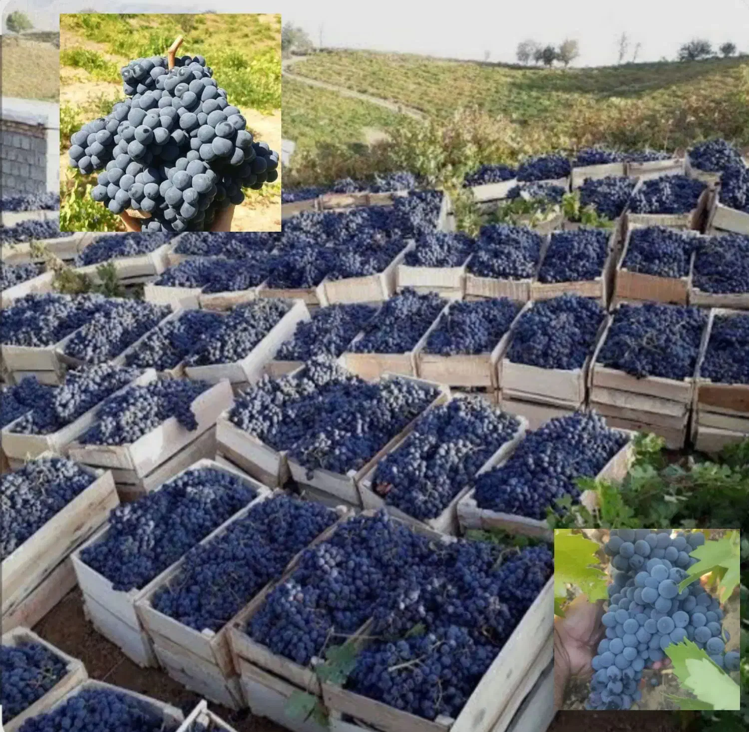 انگور شانی سر دشت|عمده‌فروشی|ارطه, |دیوار