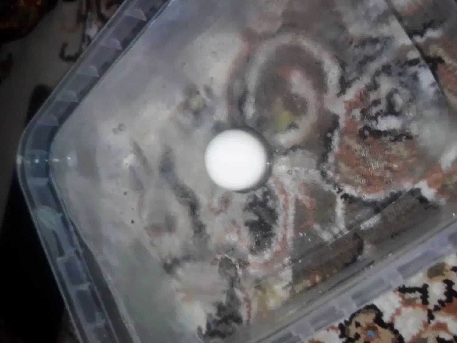 سنگ الماس|کلکسیون اشیاء عتیقه|تهران, شهرک آزمایش|دیوار