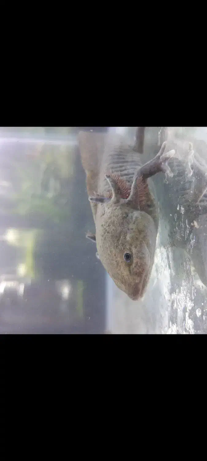 ماهی دست و پا دار|ماهی|تهران, تهرانپارس شرقی|دیوار