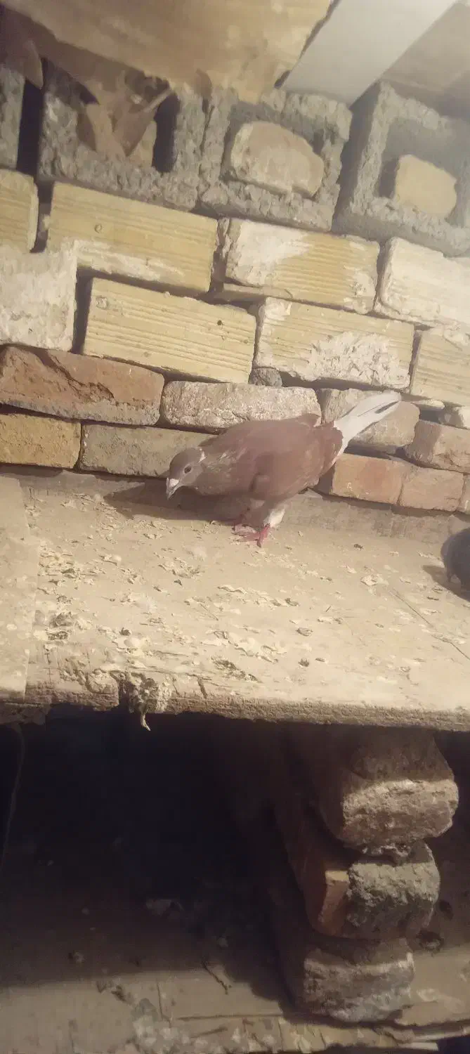 کفتر دوبر اویناخ اوچان|پرنده|پارسآباد, |دیوار