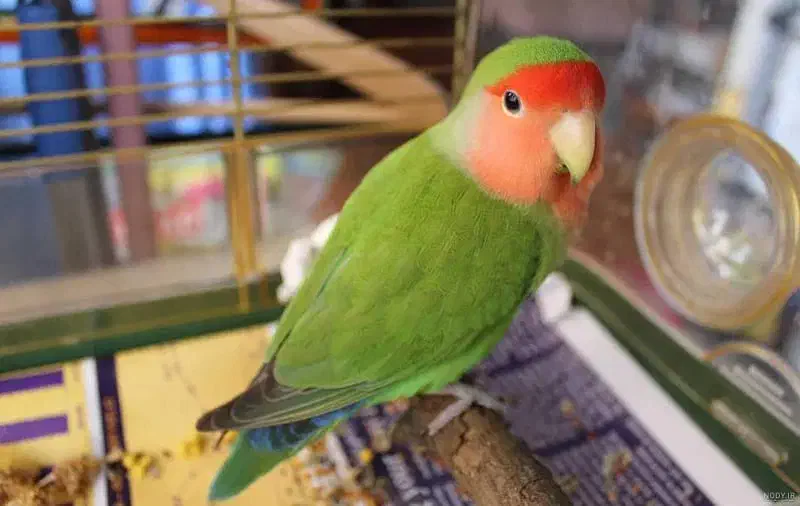 طوطی برزیلی صورت هلویی|پرنده|مهدی شهر, |دیوار