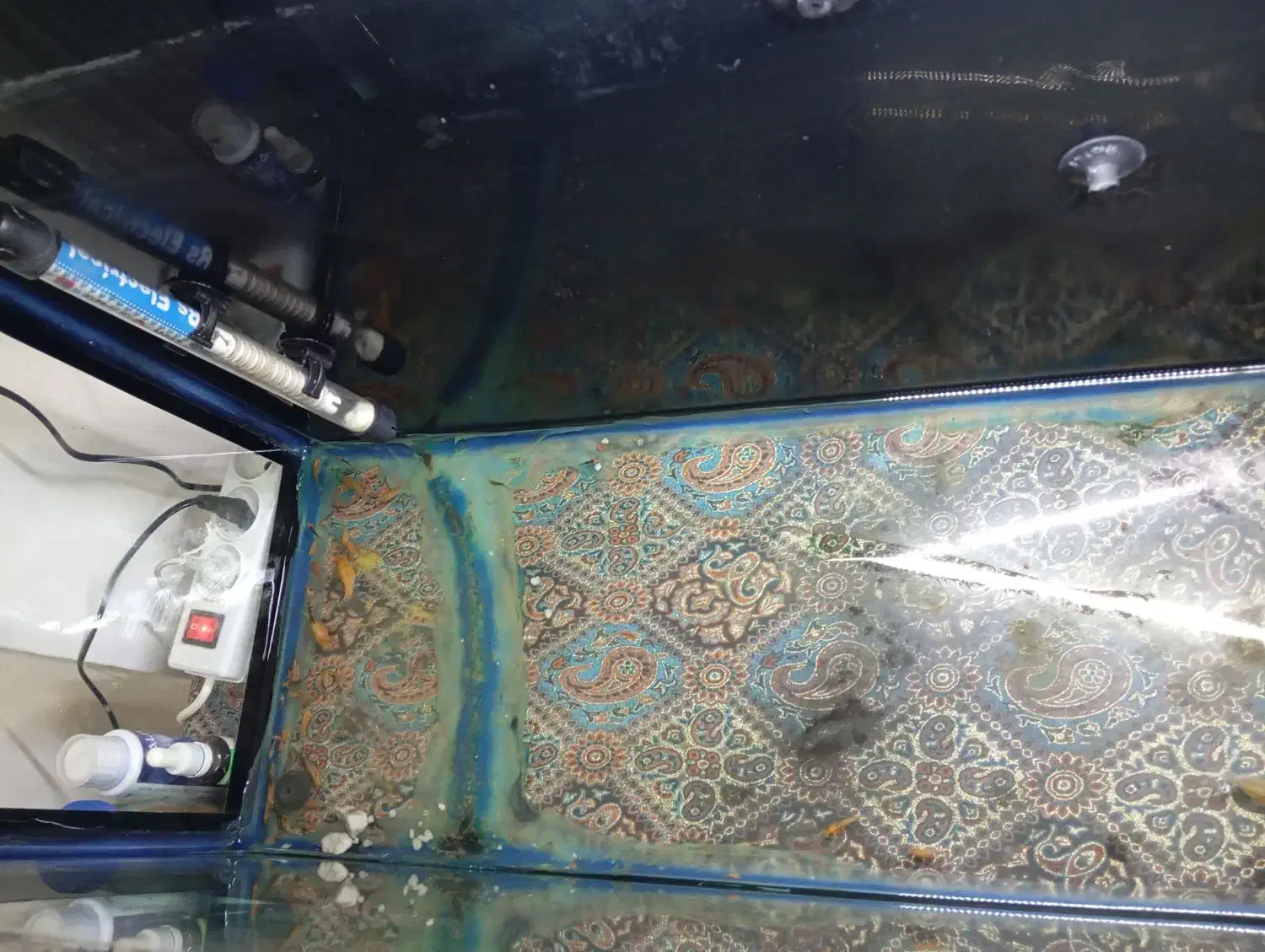 آکواریوم و ماهی مولی بالن|ماهی|کردکوی, |دیوار