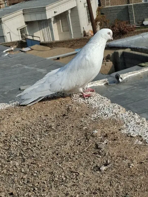 جفت سفید قلدر|پرنده|ارومیه, |دیوار