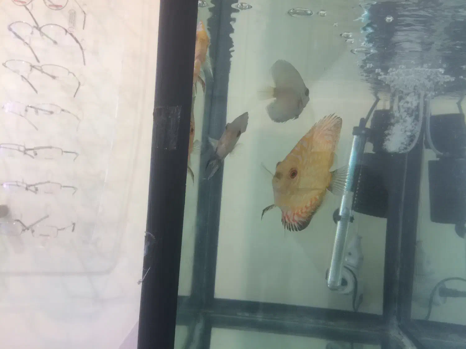 ماهی دیسکس|ماهی|تهران, پاسداران|دیوار