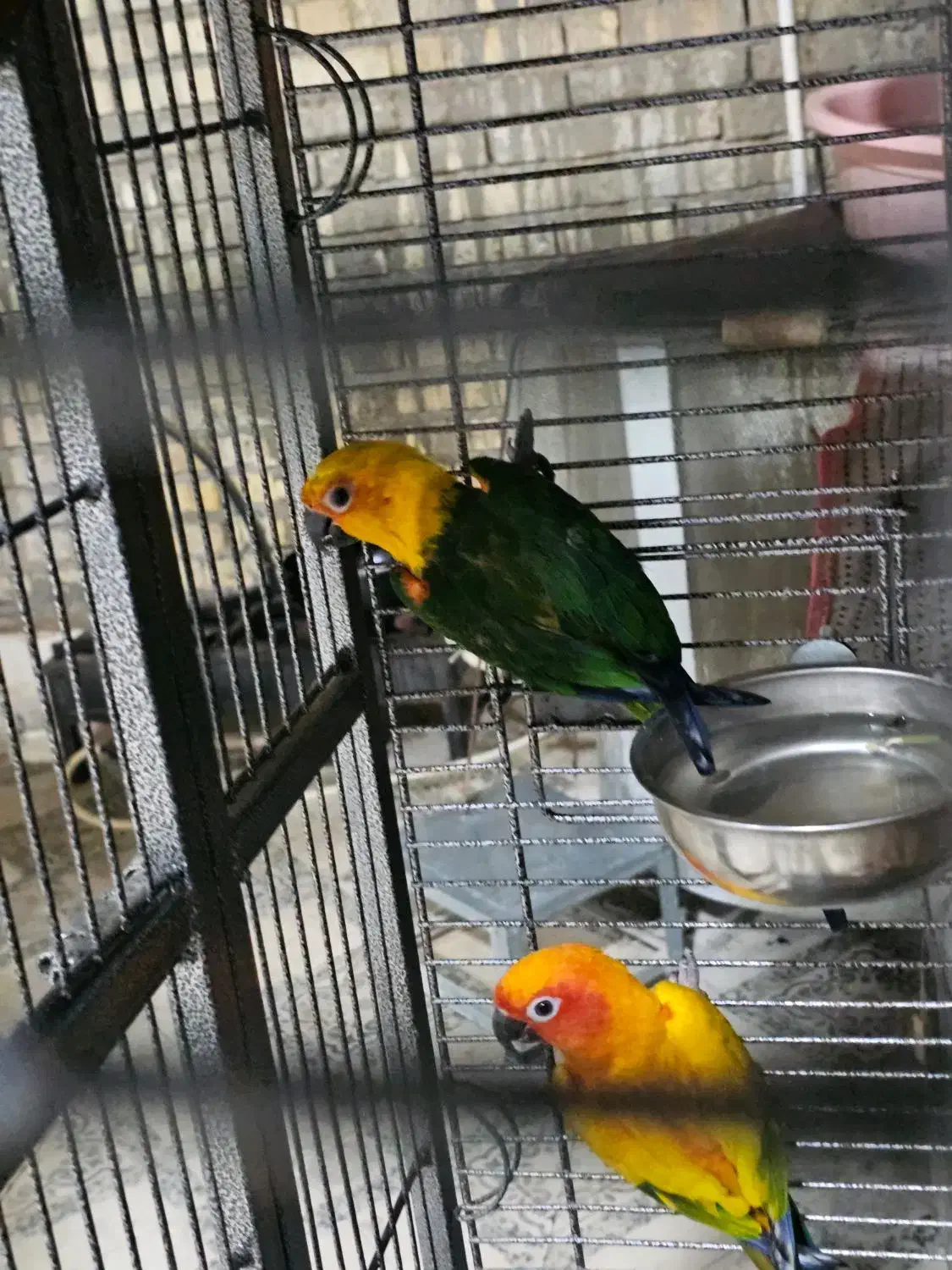 طوطی خورشیدی شرطی|پرنده|سوسنگرد, |دیوار