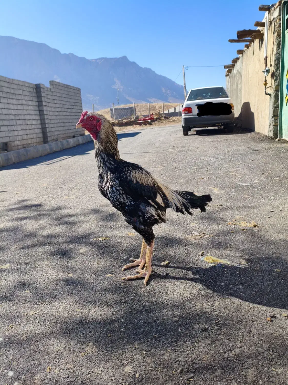 خروس لاری|حیوانات مزرعه|سنقر, |دیوار