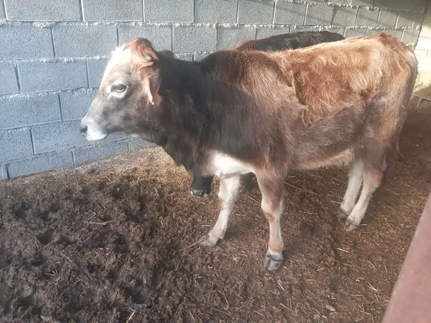 گوساله نر|حیوانات مزرعه|بهبهان, |دیوار