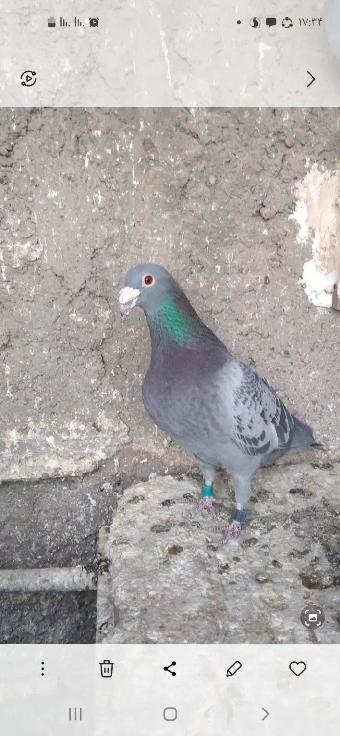 کبوتر پلاکی|حیوانات|اصفهان, الهیه|دیوار
