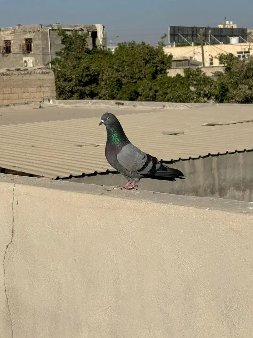 کفتر|پرنده|بندرعباس, |دیوار