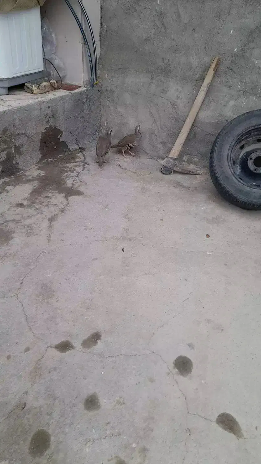 پرنده|پرنده|کنگاور, |دیوار