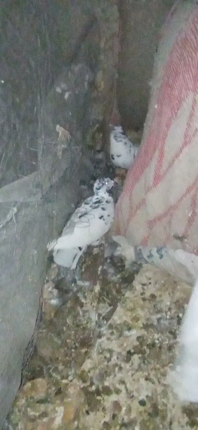 کبوتر پرشی|پرنده|بردسکن, |دیوار