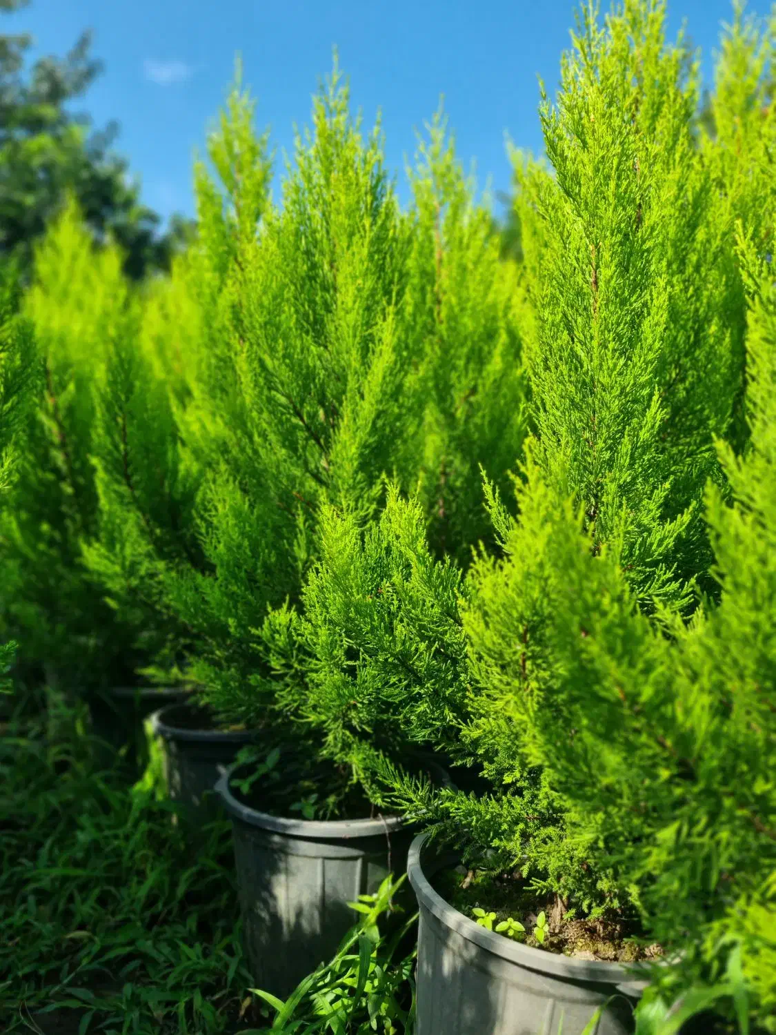 کاج لاوسون|گل و گیاه طبیعی|نوشهر, |دیوار