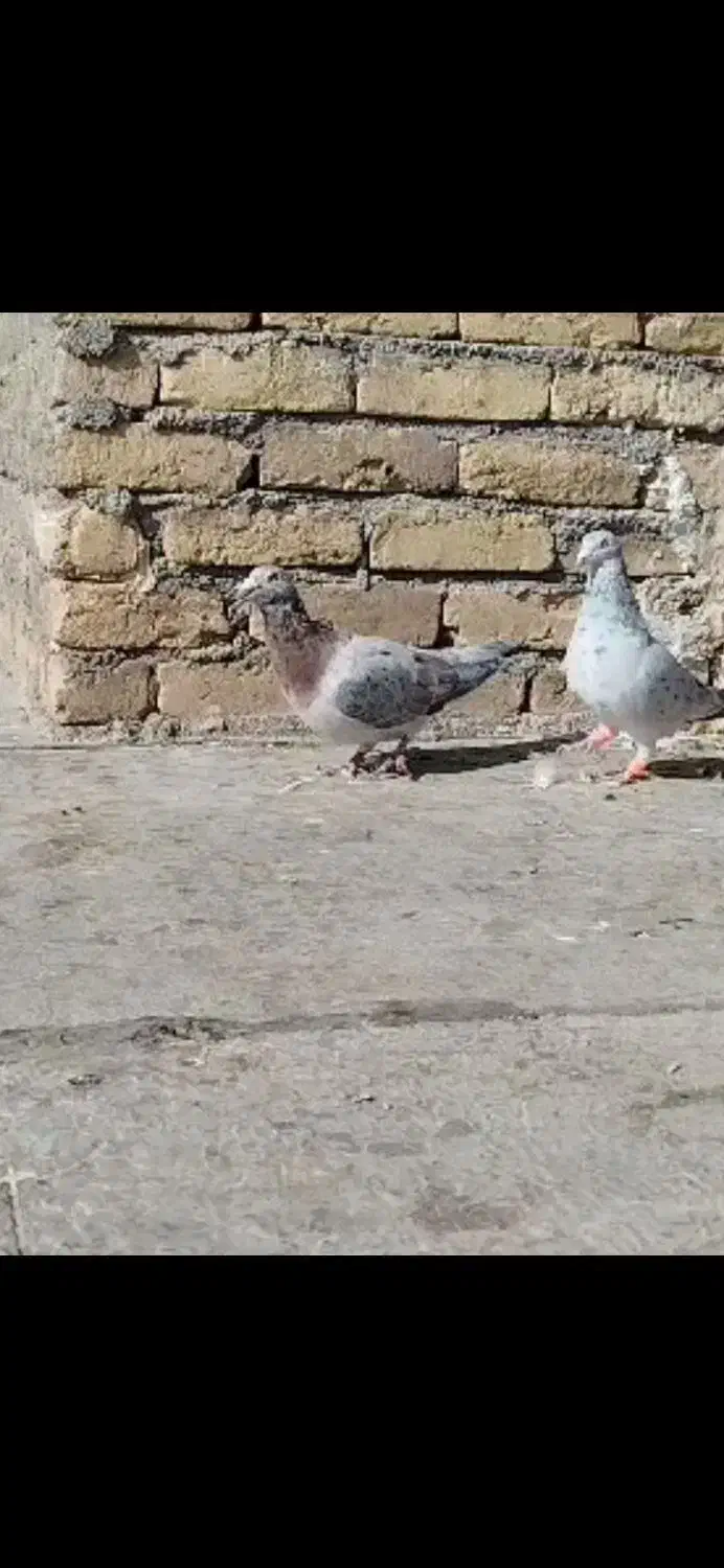 کبوتر هفرنگ رنگی|پرنده|بوئین زهرا, |دیوار