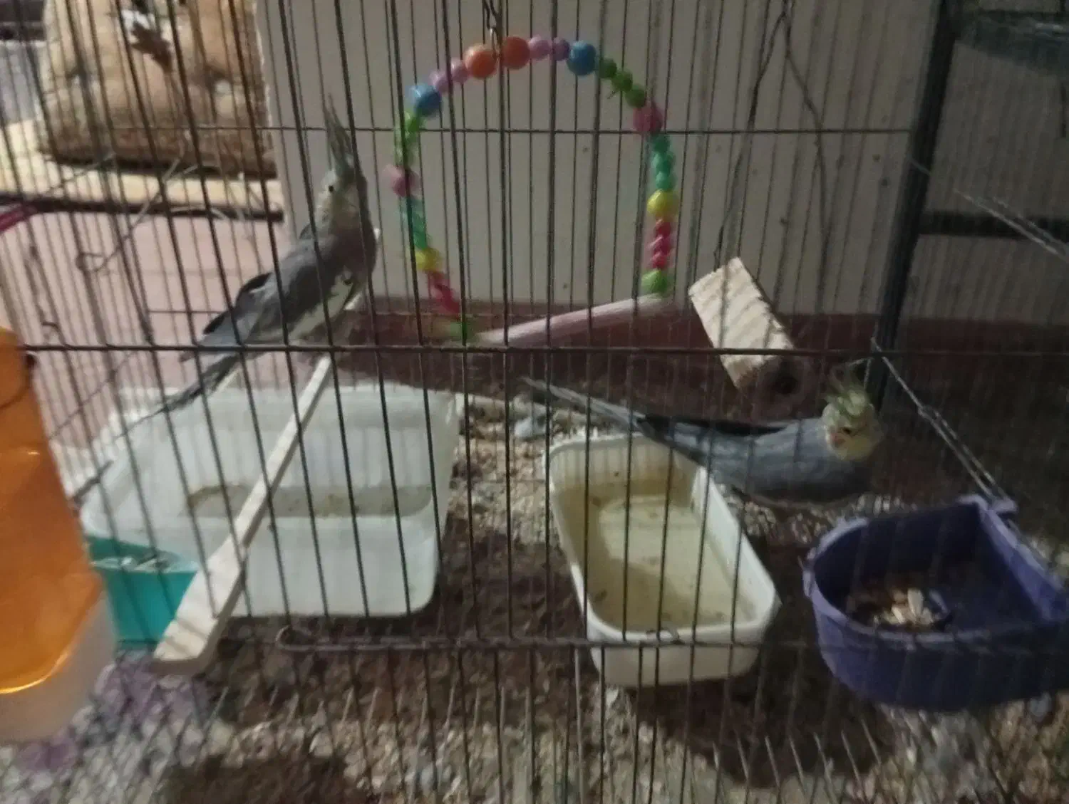 عروس هلندی نر و ماده قیمت 2500000|پرنده|سقز, |دیوار