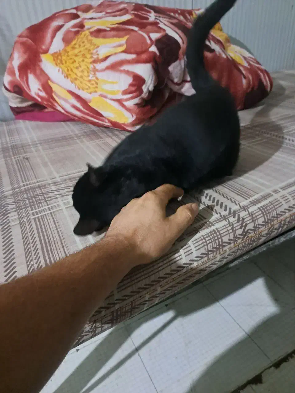 گربه خانگی|گربه|تهران, آذربایجان|دیوار