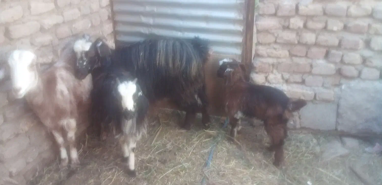 فروش گوسفند|حیوانات مزرعه|بم, |دیوار