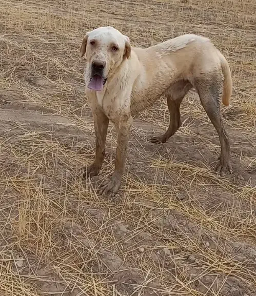 پژدر|سگ|دیواندره, |دیوار