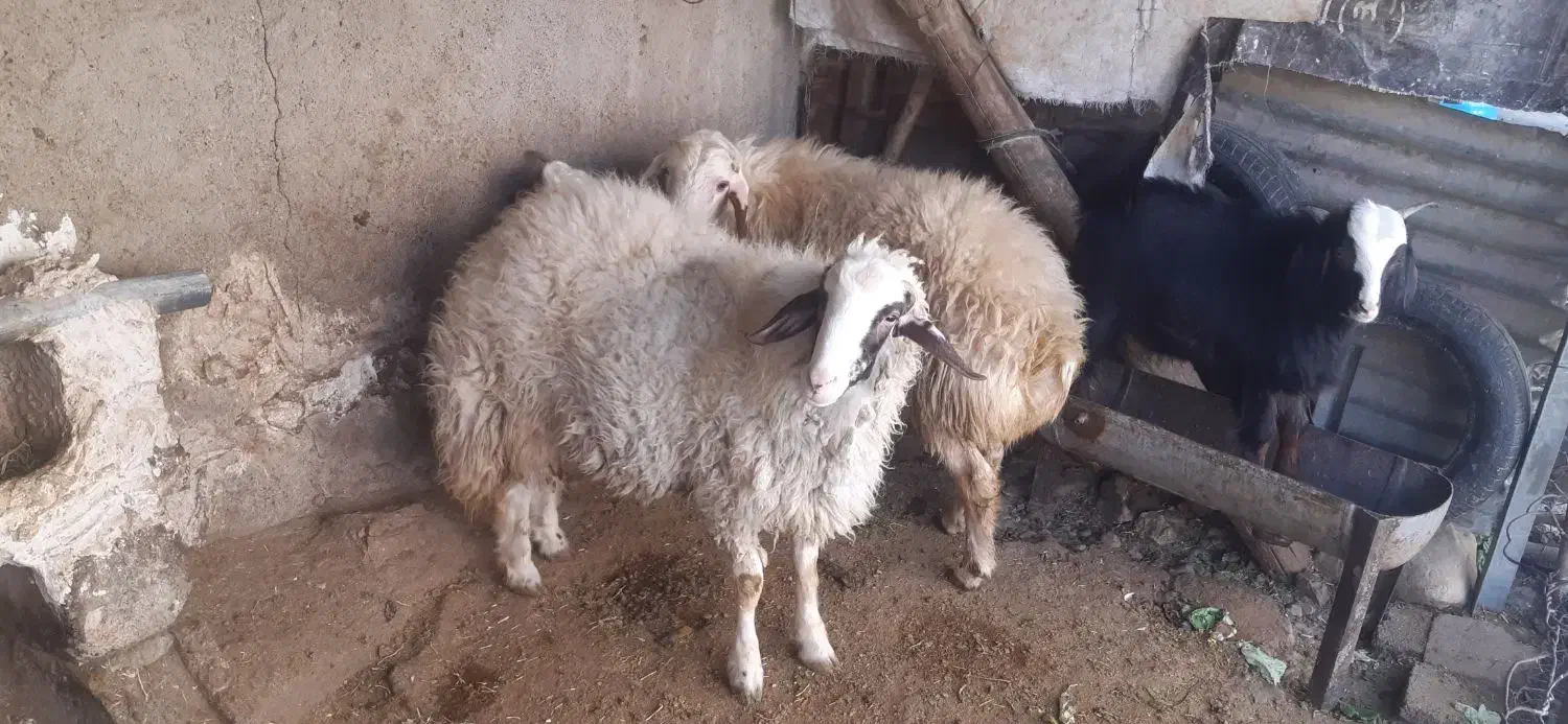 دو عدد بره قوچ|حیوانات مزرعه|کرمانشاه, |دیوار