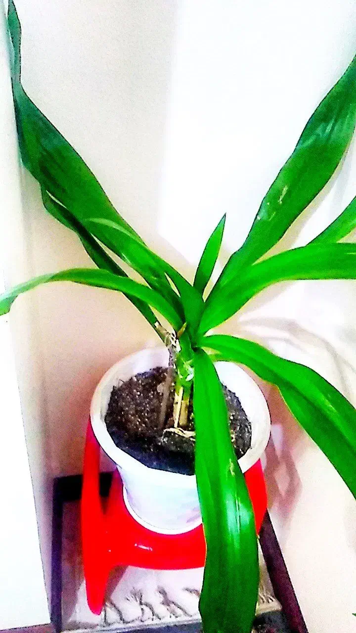 گل اشک ملکه|گل و گیاه طبیعی|شاهین‌شهر, خانه کارگر|دیوار