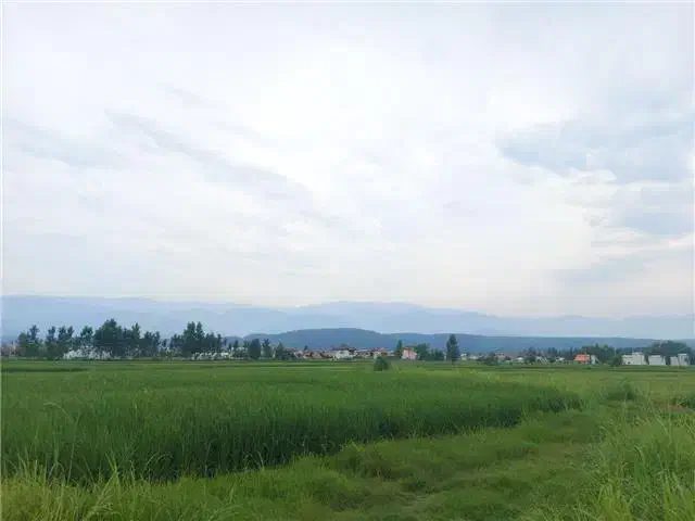 زمین 9300متر بر جاده اصلی بامجوزگلخانه توت فرنگی|فروش دفتر صنعتی، کشاورزی، تجاری|اردبیل, |دیوار