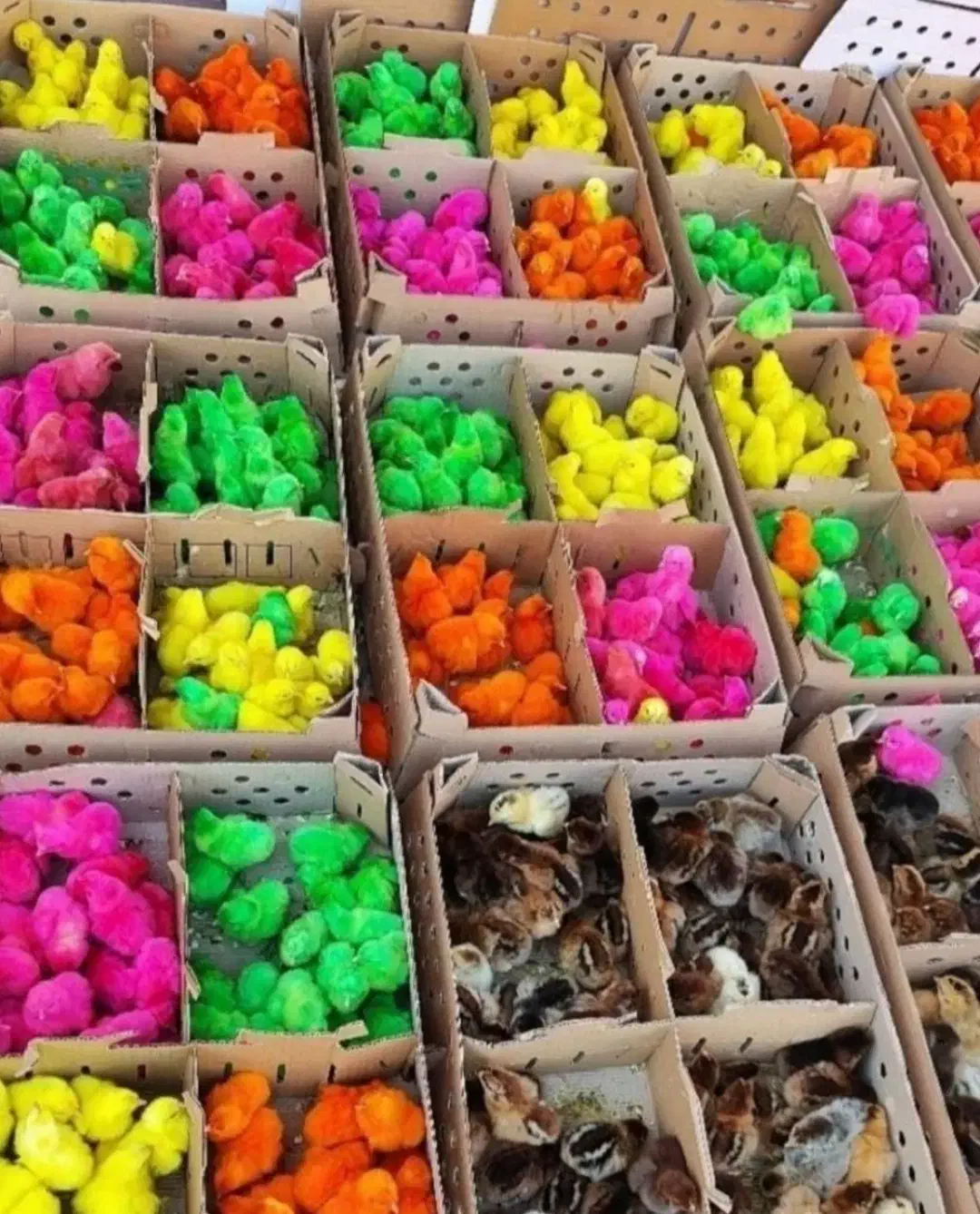 جوجه رنگی|حیوانات مزرعه|بافت, |دیوار