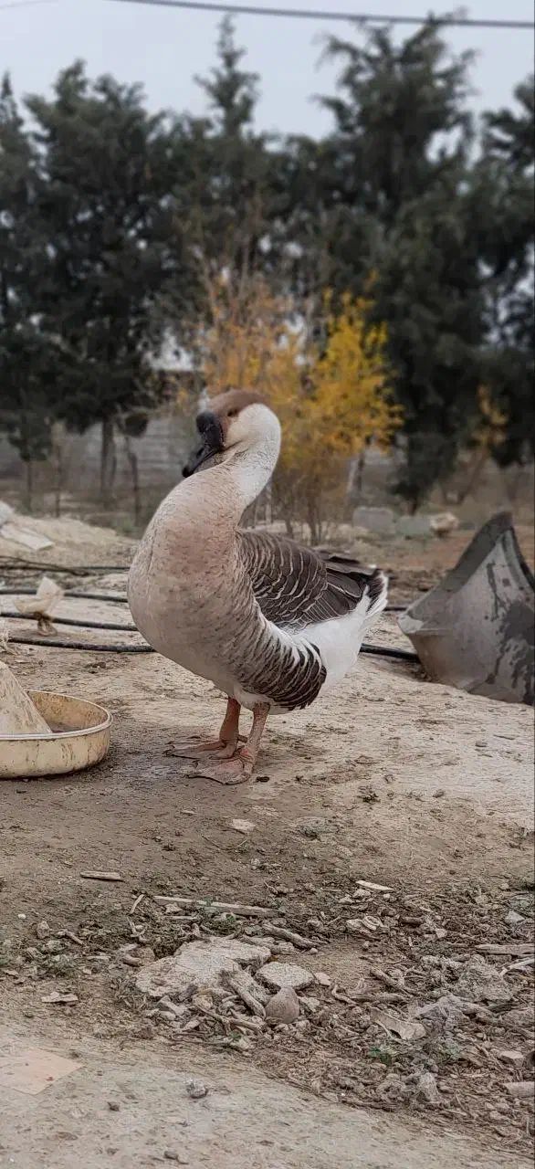 قوغاز اکراینی اصل|حیوانات مزرعه|ساری, |دیوار