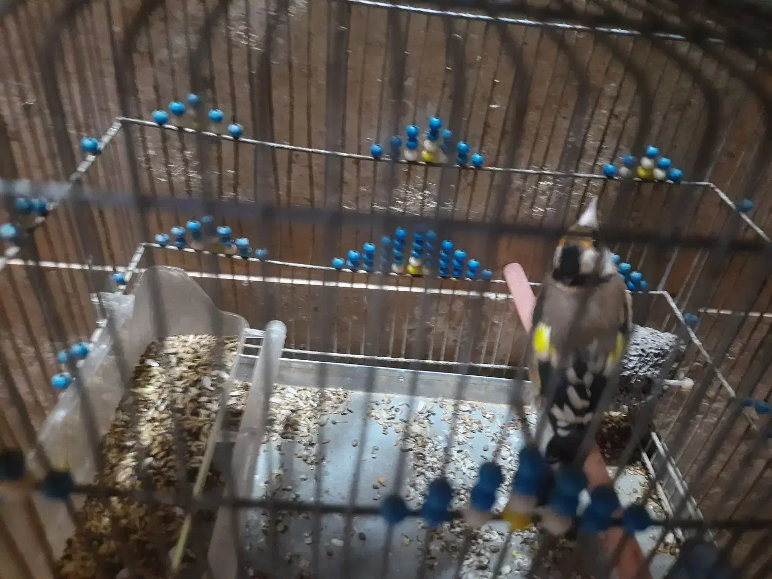 دوعددسهره نر|پرنده|شیراز, شهرک کوثر|دیوار