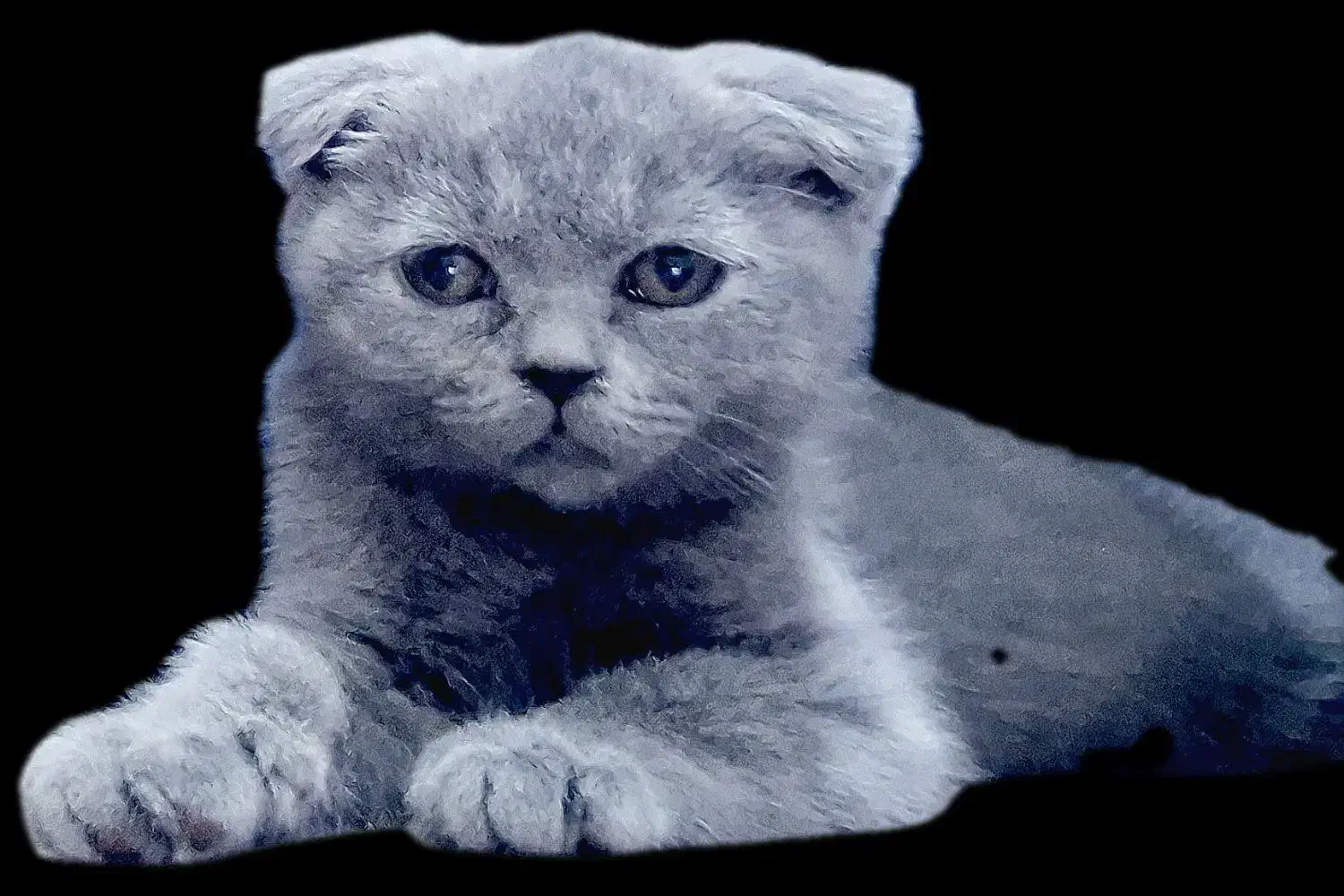 گربه اسکاتیش فولد|گربه|مشهد, ولیعصر (شهرک غرب)|دیوار