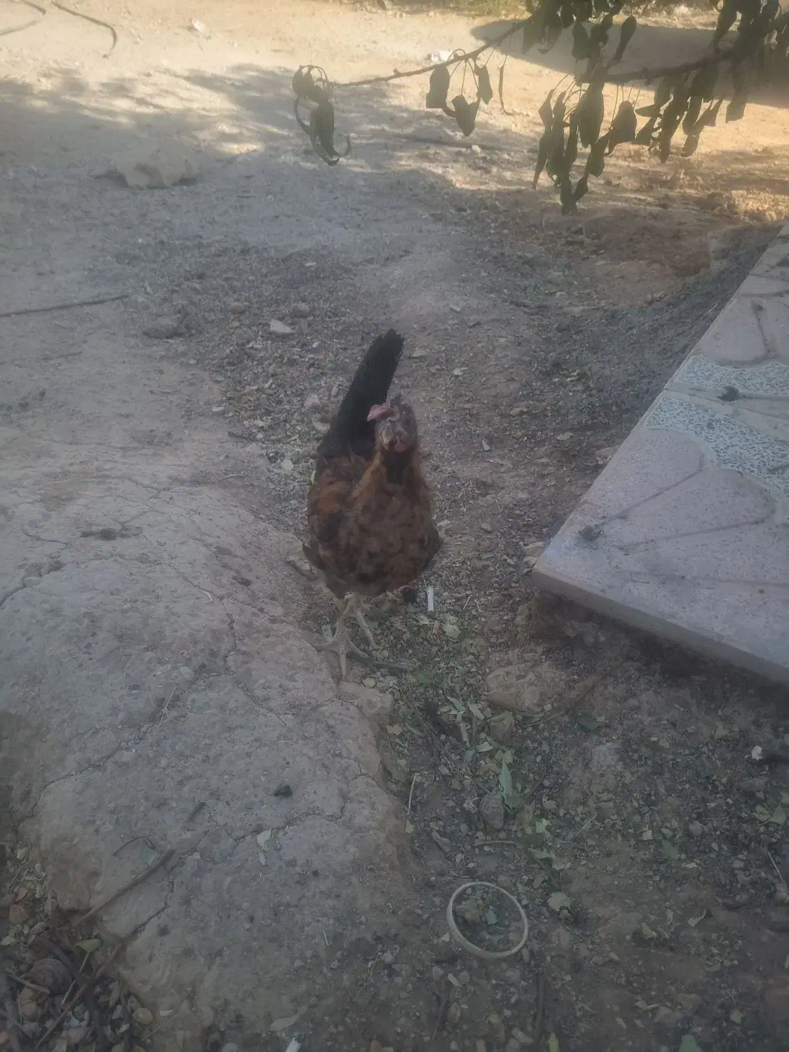 خروس محلی گلین اصل|حیوانات مزرعه|شیراز, ویلاشهر|دیوار