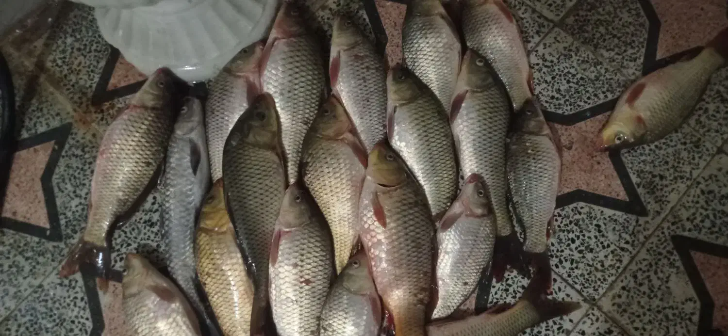 ماهی تازه صید کرخه|ماهی|اندیمشک, |دیوار