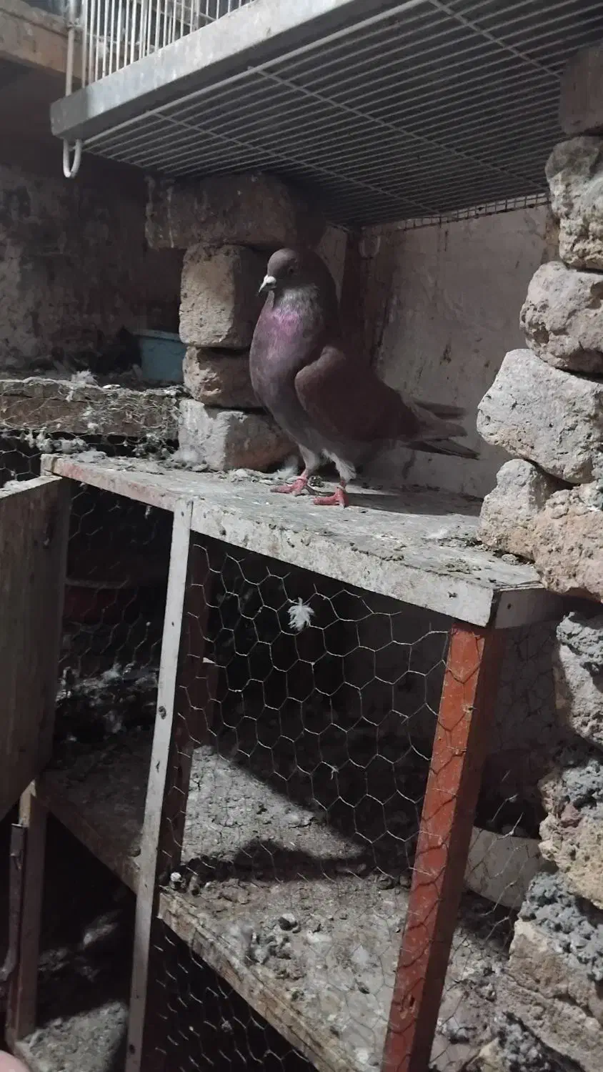 کفتر|پرنده|خان ببین, |دیوار