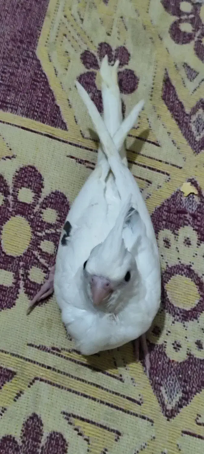 عروس هلندی سرلاکی|پرنده|سیرجان, |دیوار