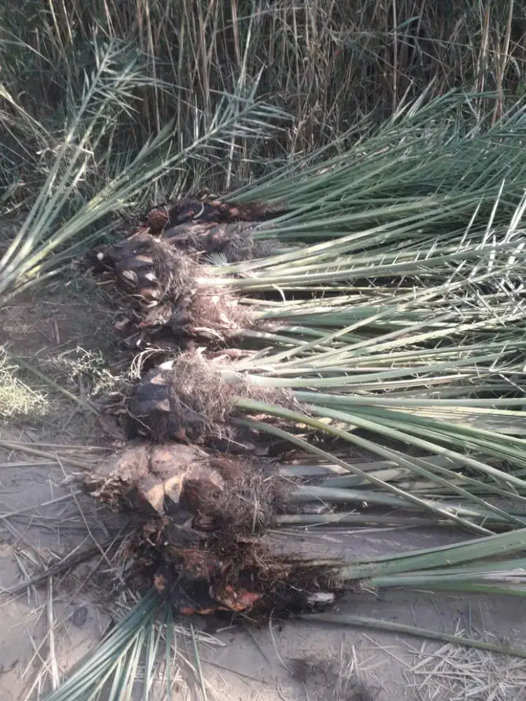 نخل پیارم اماده کاشتن ۱۵۰تاعدد ارسال به سراسر کشور|خدمات باغبانی و درختکاری|جهرم, |دیوار